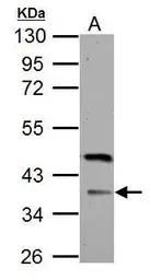 Anti-FBXO8 antibody used in Western Blot (WB). GTX115811
