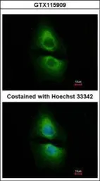 Anti-PSAT1 antibody [N3C3] used in Immunocytochemistry/ Immunofluorescence (ICC/IF). GTX115909