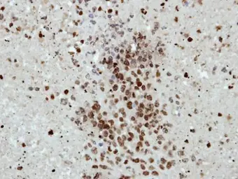Anti-Histone H2B antibody used in IHC (Paraffin sections) (IHC-P). GTX115955