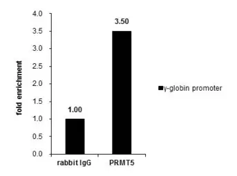 Anti-PRMT5 antibody [N1C1] used in ChIP assay (ChIP assay). GTX116004