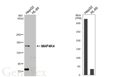 Anti-MAP4K4 antibody used in Western Blot (WB). GTX116008