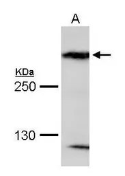 Anti-MAP1B antibody used in Western Blot (WB). GTX116014
