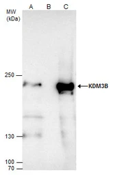 Anti-KDM3B antibody [C2C3], C-term used in Immunoprecipitation (IP). GTX116198