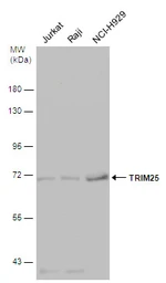 Anti-TRIM25 antibody used in Western Blot (WB). GTX116209