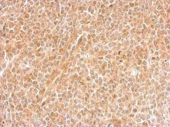 Anti-DNALI1 antibody used in IHC (Paraffin sections) (IHC-P). GTX116217