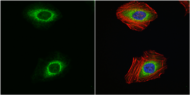 Anti-HIF1AN antibody used in Immunocytochemistry/ Immunofluorescence (ICC/IF). GTX116251