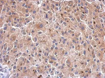Anti-HIF1AN antibody used in IHC (Paraffin sections) (IHC-P). GTX116251