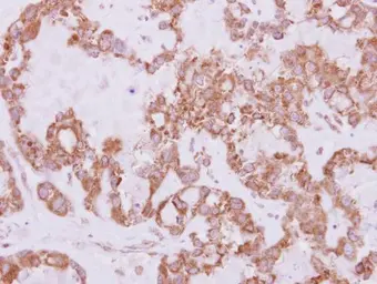 Anti-USP47 antibody [C3], C-term used in IHC (Paraffin sections) (IHC-P). GTX116278