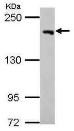 Anti-USP47 antibody [C3], C-term used in Western Blot (WB). GTX116278