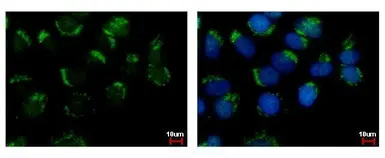 Anti-WDSUB1 antibody used in Immunocytochemistry/ Immunofluorescence (ICC/IF). GTX116382