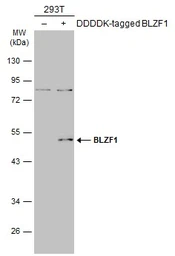 Anti-BLZF1 antibody used in Western Blot (WB). GTX116434