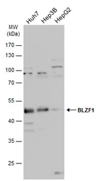 Anti-BLZF1 antibody used in Western Blot (WB). GTX116434