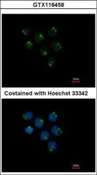 Anti-STAU2 antibody used in Immunocytochemistry/ Immunofluorescence (ICC/IF). GTX116458