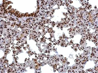 Anti-TRIP15 antibody used in IHC (Paraffin sections) (IHC-P). GTX116463
