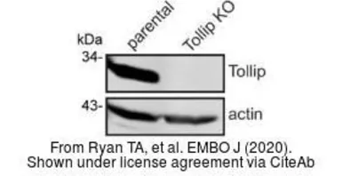 Anti-Tollip antibody [N2C3] used in Western Blot (WB). GTX116566
