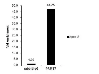 Anti-PRMT7 antibody used in ChIP assay (ChIP assay). GTX116570