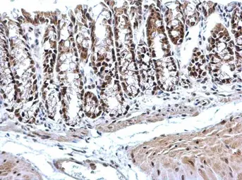 Anti-PTBP2 antibody [C1C3] used in IHC (Paraffin sections) (IHC-P). GTX116703