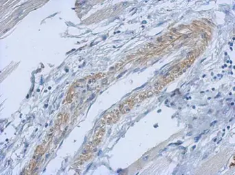 Anti-PARD6B antibody [N1N3] used in IHC (Paraffin sections) (IHC-P). GTX116985