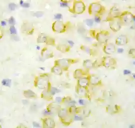 Anti-FGF9 antibody used in IHC (Paraffin sections) (IHC-P). GTX11703
