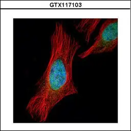 Anti-SGOL1 antibody used in Immunocytochemistry/ Immunofluorescence (ICC/IF). GTX117103