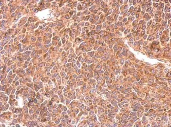 Anti-RIT1 antibody used in IHC (Paraffin sections) (IHC-P). GTX117329