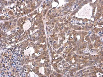 Anti-TMPRSS11D antibody used in IHC (Paraffin sections) (IHC-P). GTX117370