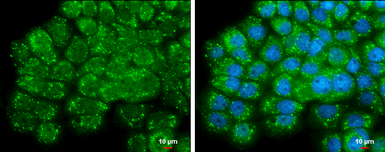 Anti-TMPRSS11D antibody used in Immunocytochemistry/ Immunofluorescence (ICC/IF). GTX117370