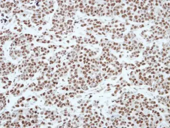 Anti-HP1 gamma antibody used in IHC (Paraffin sections) (IHC-P). GTX117561