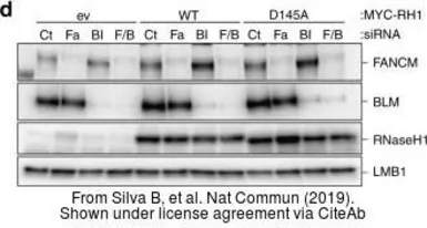 Anti-RNase H1 antibody [N2C3] used in Western Blot (WB). GTX117624