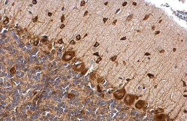 Anti-Musashi 2 antibody [N1C1] used in IHC (Paraffin sections) (IHC-P). GTX117808
