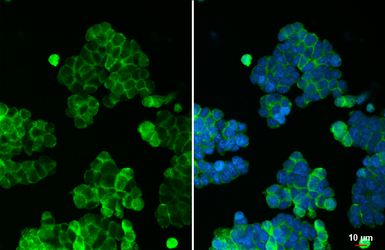 Anti-CHRDL1 antibody used in Immunocytochemistry/ Immunofluorescence (ICC/IF). GTX117884