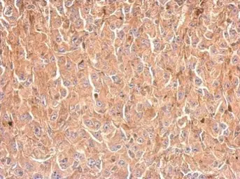 Anti-GPD1 antibody used in IHC (Paraffin sections) (IHC-P). GTX117910