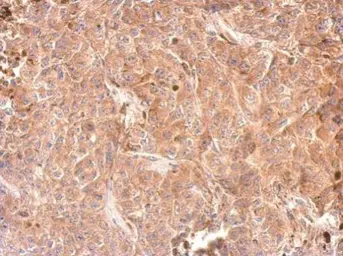Anti-GPD1 antibody used in IHC (Paraffin sections) (IHC-P). GTX117910