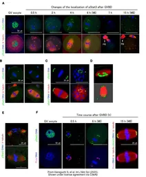 Anti-STAT3 (phospho Tyr705) antibody used in Immunocytochemistry/ Immunofluorescence (ICC/IF). GTX118000