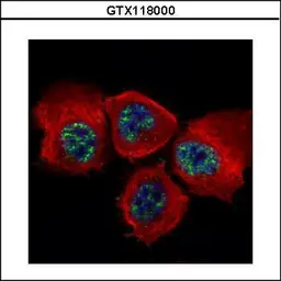 Anti-STAT3 (phospho Tyr705) antibody used in Immunocytochemistry/ Immunofluorescence (ICC/IF). GTX118000