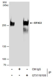 Anti-EIF4G3 antibody [N1], N-term used in Immunoprecipitation (IP). GTX118109