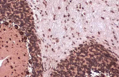 Anti-EIF4G3 antibody [N1], N-term used in IHC (Paraffin sections) (IHC-P). GTX118109