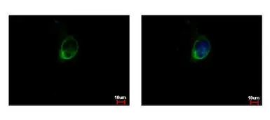 Anti-Calpain S1 antibody used in Immunocytochemistry/ Immunofluorescence (ICC/IF). GTX118130