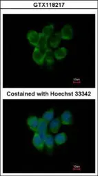Anti-APOBEC3F antibody used in Immunocytochemistry/ Immunofluorescence (ICC/IF). GTX118217