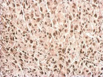 Anti-PPIH antibody used in IHC (Paraffin sections) (IHC-P). GTX118224