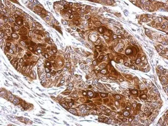 Anti-Tub antibody used in IHC (Paraffin sections) (IHC-P). GTX118348