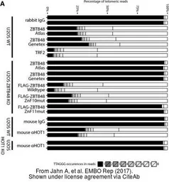 Anti-ZBTB48 antibody used in ChIP assay (ChIP assay). GTX118671