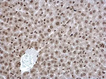 Anti-POLR2C antibody [N1C3-2] used in IHC (Paraffin sections) (IHC-P). GTX118715