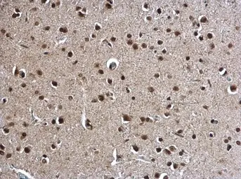 Anti-POLR2C antibody [N1C3-2] used in IHC (Paraffin sections) (IHC-P). GTX118715
