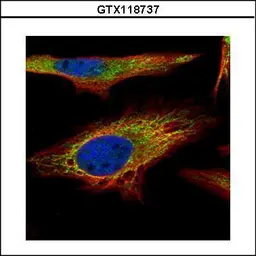 Anti-PNPase antibody used in Immunocytochemistry/ Immunofluorescence (ICC/IF). GTX118737