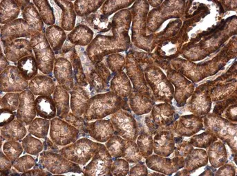 Anti-IVNS1ABP antibody used in IHC (Paraffin sections) (IHC-P). GTX118817