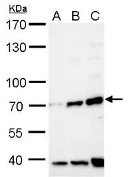 Anti-FBXW8 antibody used in Western Blot (WB). GTX119130