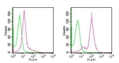 Anti-D4 GDI (cleaved specific) antibody [97A1015] used in Flow cytometry (FCM). GTX11927