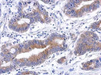 Anti-Annexin VIII antibody [N2C3] used in IHC (Paraffin sections) (IHC-P). GTX119471