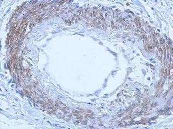 Anti-RGL4 antibody [N2C3] used in IHC (Paraffin sections) (IHC-P). GTX119584